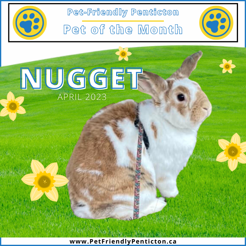 [ Pet of the Month: April ] Nugget the Rabbit